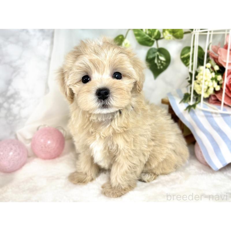 成約済の滋賀県のマルプー:マルチーズ×トイプードル-408974の2枚目